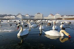 Swans in a pond  in front of Chateau Nymphenburg, Gern, Munich, Upper Bavaria, Bavaria, Germany