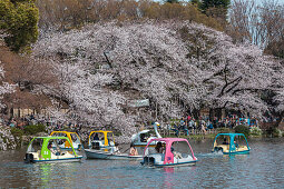 Leisure boats and cherry trees in blossom at Inokashira Park, Kichijoji, Musashino, Tokyo Prefecture, Japan
