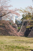 Kitahanebashi with blossom in spring seen from Imperial Palace ground, Chiyoda-ku, Tokyo, Japan