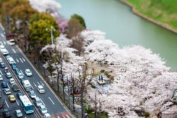 Kirschblüte am Wassergraben beim Kaiserpalast, Chiyoda-ku, Tokio, Japan