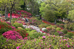 Japaner schauen die Azaleen blühen am Nezu-Schrein, Yanaka, Taito-ku, Tokio, Japan