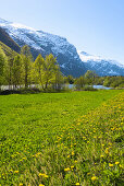 Frühling, Tal, Wiese, Strasse, Romsdal, Norwegen, Europa