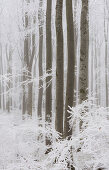 Book, Hoarfrost, Fog, Badener Lindkogel, Wienerwald, Lower Austria, Austria