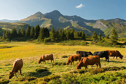 Schwarzhorn, Kühe, Große Scheidegg, Grindelwald, Berner Oberland, Schweiz