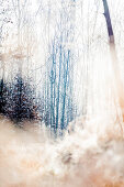 With frost covered forest, Allgaeu, Bavaria, Germany