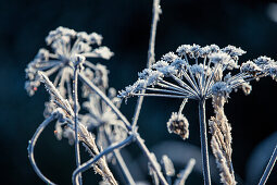 Frost covered flower, Allgaeu, Bavaria, Germany