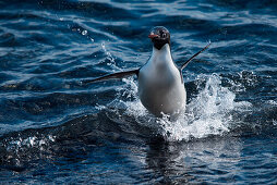 Adelie penguin (Pygoscelis adeliae) splashes while coming ashore