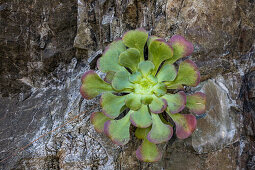 succulent, aeonium, native plant, green, La Gomera, Canary Islands, Spain