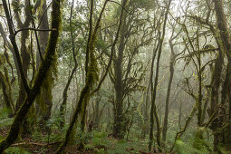 Bartflechten, immergrüne Nebelwald, Urwald, Lorbeerwald, Laurisilva in Nationalpark Garajonay, La Gomera, Kanaren, Kanarische Inseln, Spanien