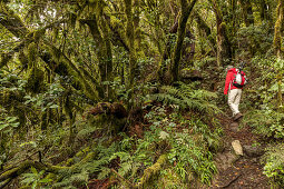 Laurel forest, Laurisilva, Garajonay National Park, tramper, Unesco World Heritage, La Gomera, Canary Islands, Spain
