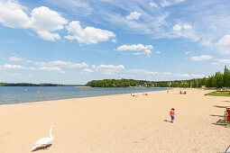 Zippendorfer Strand, beliebter Badestrand mit Schwänen, Sommer, baden, Landeshauptstadt, Mecklenburgische Seen, Mecklenburgisches Seenland, Schwerin, Mecklenburg-Vorpommern, Deutschland, Europa