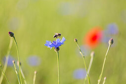 cornflowers and poppy flowers near Klein Vielen, Mecklenburg lakes, Mecklenburg lake district, Mecklenburg-West Pomerania, Germany, Europe