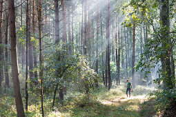 woman collecting musrooms, morning fog, light beams, forest, beautiful trees, Müritz National Park, Mecklenburg lakes, MR, near Speck, Mecklenburg-West Pomerania, Germany, Europe