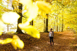 autumn hike at Serrahner beech wood forest, fall, forest experience trail, Müritz National Park, Mecklenburg lakes, MR, near Serrahn, Mecklenburg-West Pomerania, Germany, Europe