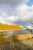 Lake shore, autumn hike, fall, lake Breiter Luzin, holiday, Feldberg, Mecklenburg lakes, Mecklenburg lake district, Mecklenburg-West Pomerania, Germany, Europe