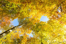 Herbstwanderung, Wanderung, Herbst, von der Goldenbaumer Mühle am Mühlenteich entlang bis zum Jugendwaldheim Steinmühle, Müritz-Nationalpark, Serrahner Teil, buntes Herbstlaub, Mecklenburgisches Seenland, Mecklenburgische Seen, bei Serrahn, Mecklenburg-Vo