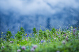 Wonderful meadow in the near of the Kemptener Hütte in the Alps