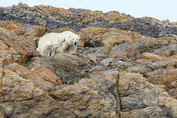 Eisbärmutter mit zwei Jungen, bei Gasbergkilen Spitzbergen, Svalbard