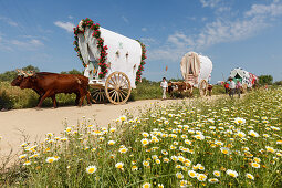 blühende Wiese, Frühling, Karawane der Ochsenkarren, El Rocio, Wallfahrt nach El Rocio, Fest, Pfingsten, Provinz Huelva, Provinz Sevilla, Andalusien, Spanien, Europa