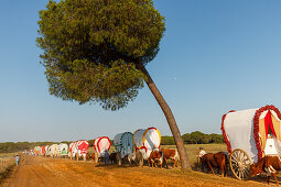Karawane der Ochsenkarren, El Rocio, Wallfahrt nach El Rocio, Fest, Pfingsten, Provinz Huelva, Provinz Sevilla, Andalusien, Spanien, Europa
