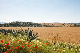 Landschaft mit Getreidefeld, Mohnblumen und Eichen, El Bosque, Arcos de la Frontera, Provinz Cadiz, Andalusien, Spanien, Europa