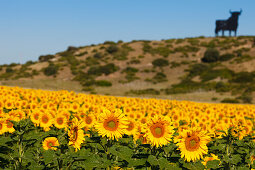 Osborne bull, silhouetted image of a bull, sunflower field, near Conil de la Frontera, Costa de la Luz, Cadiz province, Andalucia, Spain, Europe