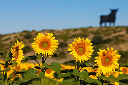 Osborne bull, silhouetted image of a bull, sunflower field, near Conil de la Frontera, Costa de la Luz, Cadiz province, Andalucia, Spain, Europe