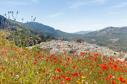 Mohnblumen in einem Feld, Castillo, Burg, Pueblo Blanco, Weißes Dorf, Zuheros, Provinz Cordoba, Andalusien, Spanien, Europa