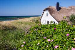 ' thatched house at the beach in Ahrenshoop, Darß, Fischland, Baltic Sea, Mecklenburg-Western Pomerania; Germany, Europe'