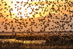 Starlings flying, Sturnus vulgaris, Baltic Sea, Mecklenburg-Western Pomerania, Germany, Europe