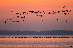 Kraniche fliegen in der Morgendämmerung, Grus Grus, Mecklenburg-Vorpommern, Deutschland, Europa
