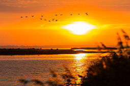 Greylag Geese flying at sunrise in National Park Vorpommersche Boddenlandschaft, Anser anser, Zingst peninsula, Mecklenburg-Western Pomerania, Germany, Europe