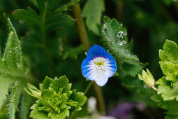 Speedwell, Gypsy Weed, Veronica Officinalis
