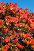 Essigbaum im Herbst, Rhus typhina, Bayern, Deutschland