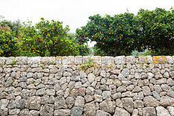 Citrus plantation, Fornalutx, Serra de Tramuntana, Majorca, Balearic Islands, Spain