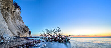 Tree, driftwood on the beach, Chalk Cliffs, White Cliffs of Moen, Moens Klint, Isle of Moen, Baltic Sea, Denmark