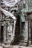 Wurzel überwuchern Teile des Ta Prohm Tempel, Angkor Wat, Sieam Reap, Kambodscha