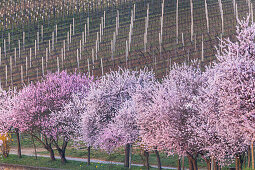 Almond blossom in the Palatinate Forest, Gimmeldingen, Neustadt by the German Wine Route, Palatinate, Rhineland-Palatinate, Germany, Europe