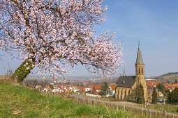 Blick auf Birkweiler zur Mandelblüte in der Pfalz, Pfälzer Wald, Rheinland-Pfalz, Deutschland, Europa