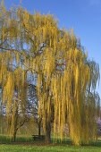 Weeping willow in spring, Gleiszellen-Gleishorbach, Gleiszellen, Palatinate Forest, Palatinate, Rhineland-Palatinate, Germany, Europe