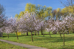 Mandelblüte in der Pfalz, Gleiszellen-Gleishorbach, Gleiszellen, Pfälzer Wald, Rheinland-Pfalz, Deutschland, Europa