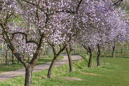 Almond blossom in the Palatinate Forest, Frankweiler, Palatinate, Rhineland-Palatinate, Germany, Europe