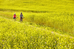 man and woman, on eBikes, cycling through mustard fields, Muensing, Upper Bavaria, Germany