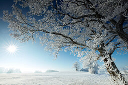 Wintermorgen mit schneebedeckten Bäumen, Münsing, Oberbayern, Bayern, Deutschland