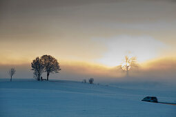 Oak on a hill on a foggy winters morning at sunrise, Muensing, Upper Bavaria, Germany