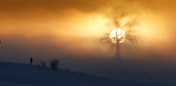 Oak on a hill on a foggy winters morning at sunrise, Muensing, Upper Bavaria, Germany