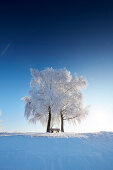 winter morning with snow covered trees, Muensing, upper Bavaria, Bavaria, Germany