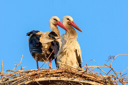 Two white storks sitting on nest, Ciconia ciconia, Rust, lake Neusiedl, National Park lake Neusiedl, UNESCO World Heritage Site Fertö / Neusiedlersee Cultural Landscape, Burgenland, Austria