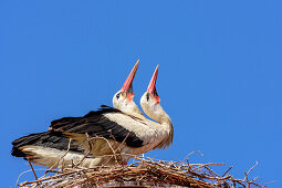 Two white storks sitting on nest and greeting each other, Ciconia ciconia, Rust, lake Neusiedl, National Park lake Neusiedl, UNESCO World Heritage Site Fertö / Neusiedlersee Cultural Landscape, Burgenland, Austria