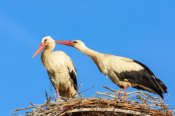 Two white storks sitting on nest and preening each other, Ciconia ciconia, Rust, lake Neusiedl, National Park lake Neusiedl, UNESCO World Heritage Site Fertö / Neusiedlersee Cultural Landscape, Burgenland, Austria